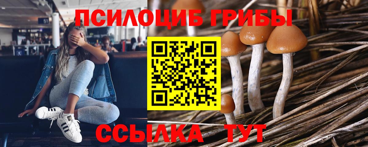 Псилоцибиновые грибы Psilocybe Гатчина